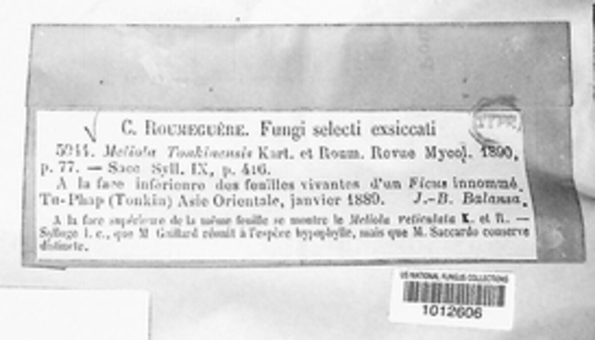 Appendiculella tonkinensis image